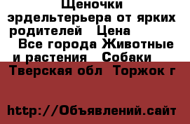 Щеночки эрдельтерьера от ярких родителей › Цена ­ 25 000 - Все города Животные и растения » Собаки   . Тверская обл.,Торжок г.